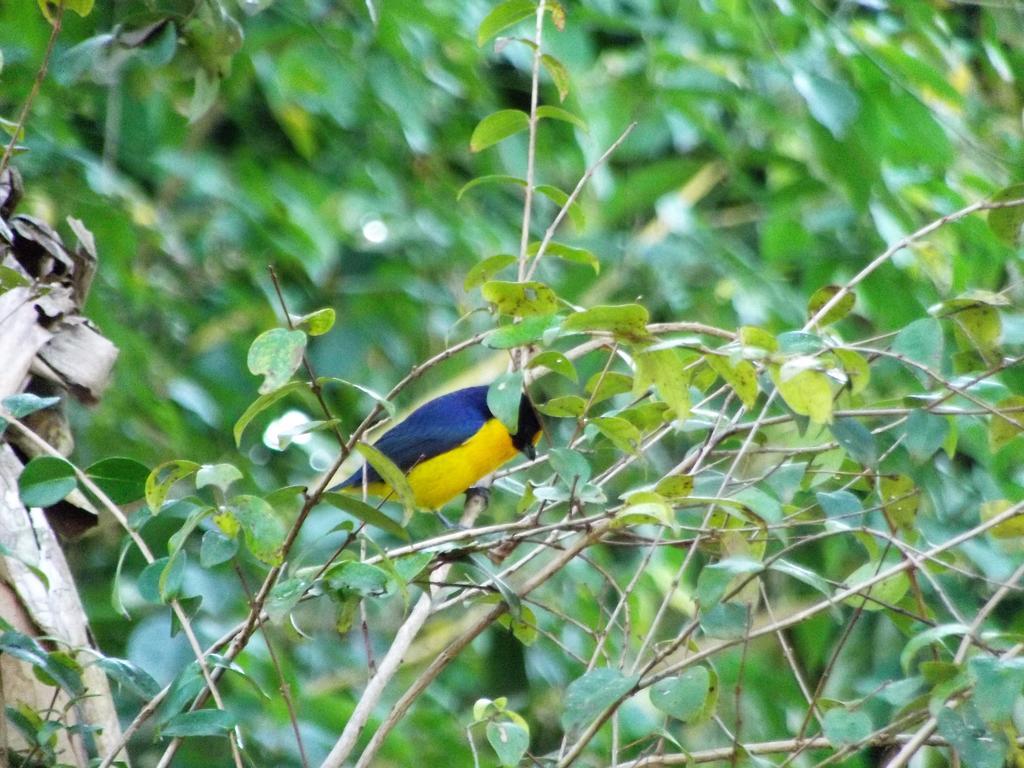 Pousada Miracolo Paraty Eksteriør bilde